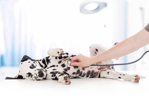 Stethoscope listening to a Dalmatian puppy's heart