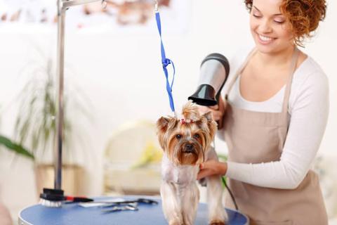 Women hair drying a dog after grooming