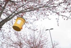 Yellow bee collection bucket hanging from a tree limb